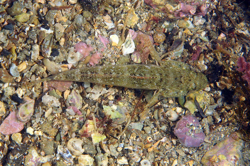G. paganellus, G. incognitus, G. niger